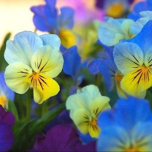 Meet your Posher, Michelle